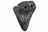 Partial, Fossil Megalodon Tooth - North Carolina #371718-1